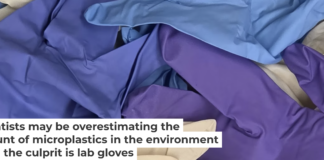 Gloves used in the laboratory that led to microplastic overestimation. Madeline Clough